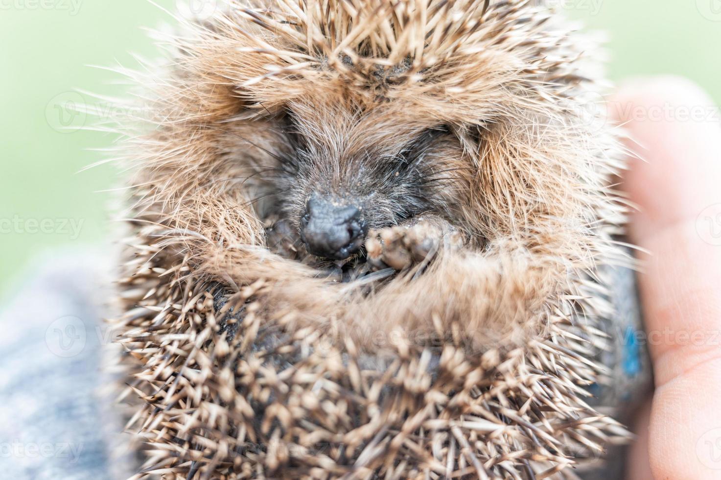 Tier kleiner Igel foto