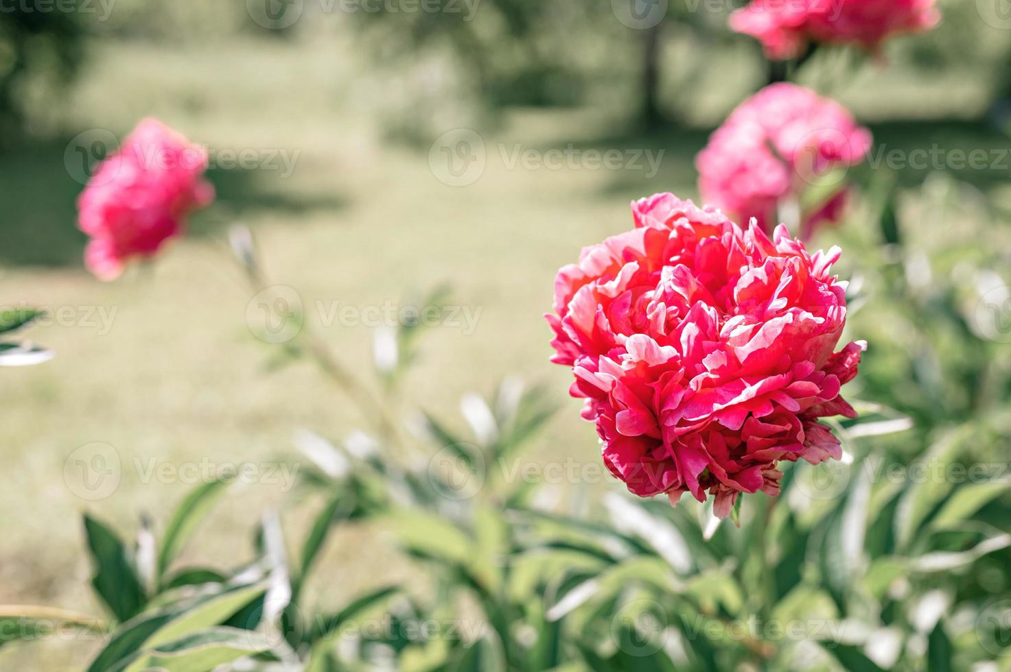 rosa Pfingstrose Blütenkopf in voller Blüte auf einem Hintergrund von verschwommenen grünen Blättern foto