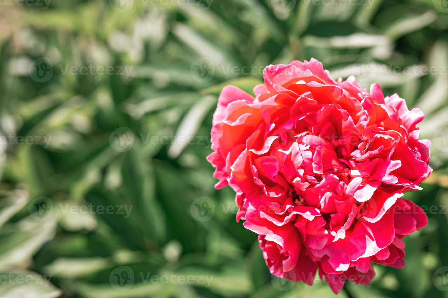 rosa Pfingstrose Blütenkopf in voller Blüte auf einem Hintergrund von verschwommenen grünen Blättern foto