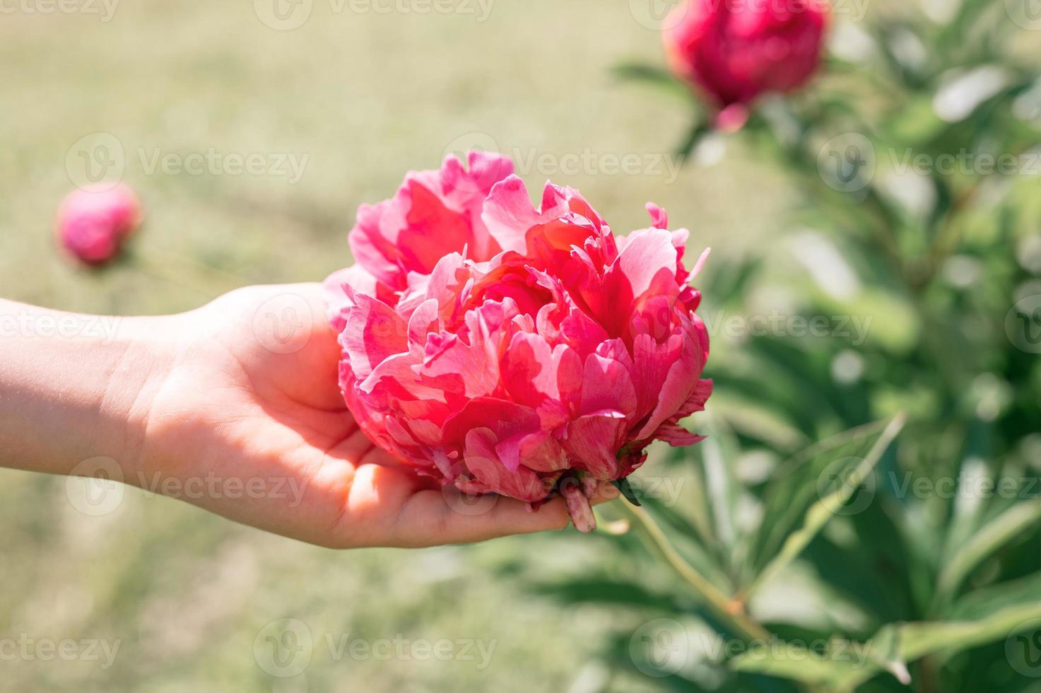 rosa Pfingstrose Blütenkopf in voller Blüte auf einem Hintergrund von verschwommenen grünen Blättern foto