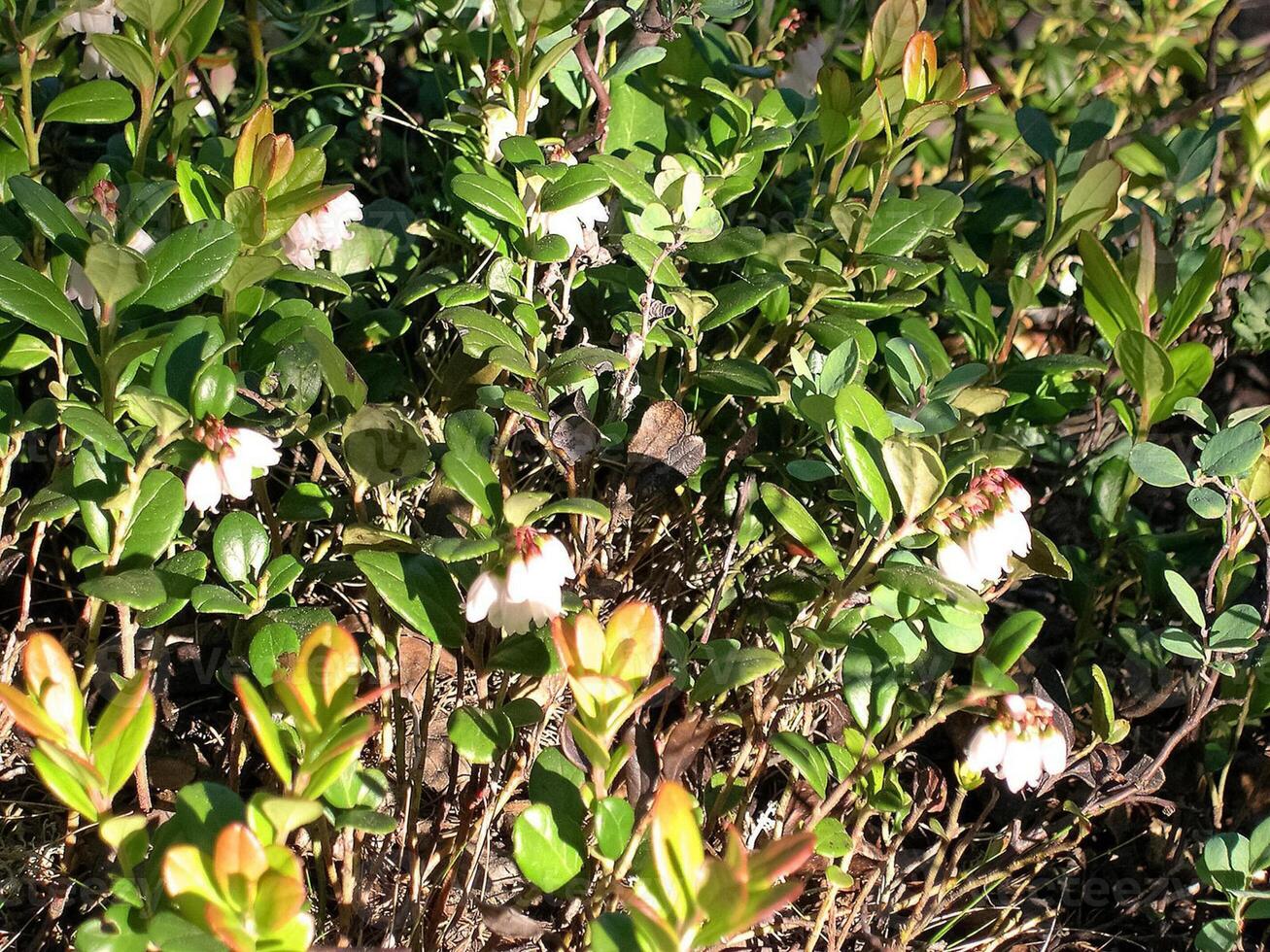 Weiß Blumen auf ein Wiese im das Tundra. Sommer- im das Tundra. foto