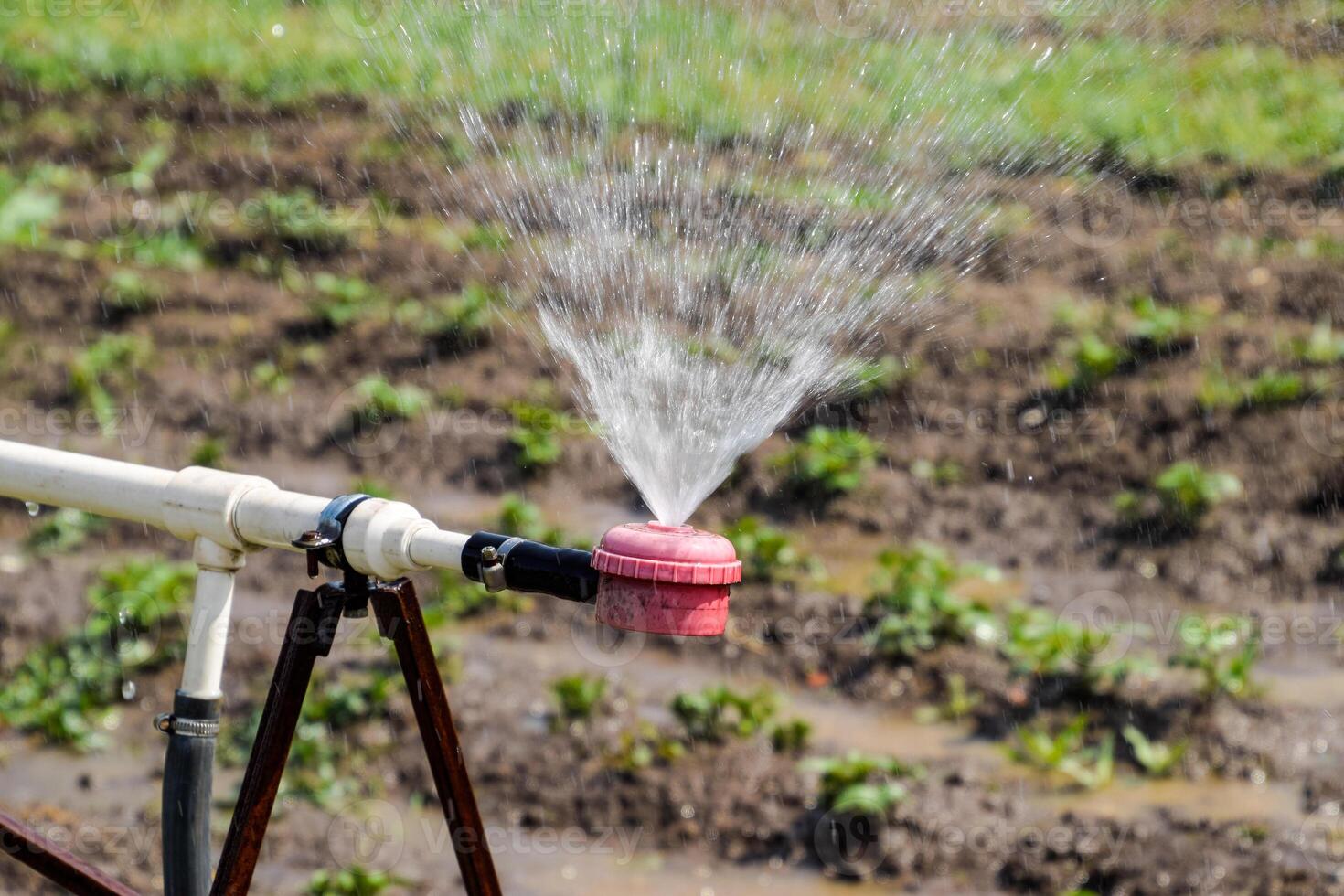 Wasser Sprinkler zum Bewässerung im das Garten. Bewässerung im das Garten foto