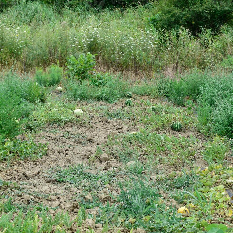 das wachsend Wassermelone im das Feld foto