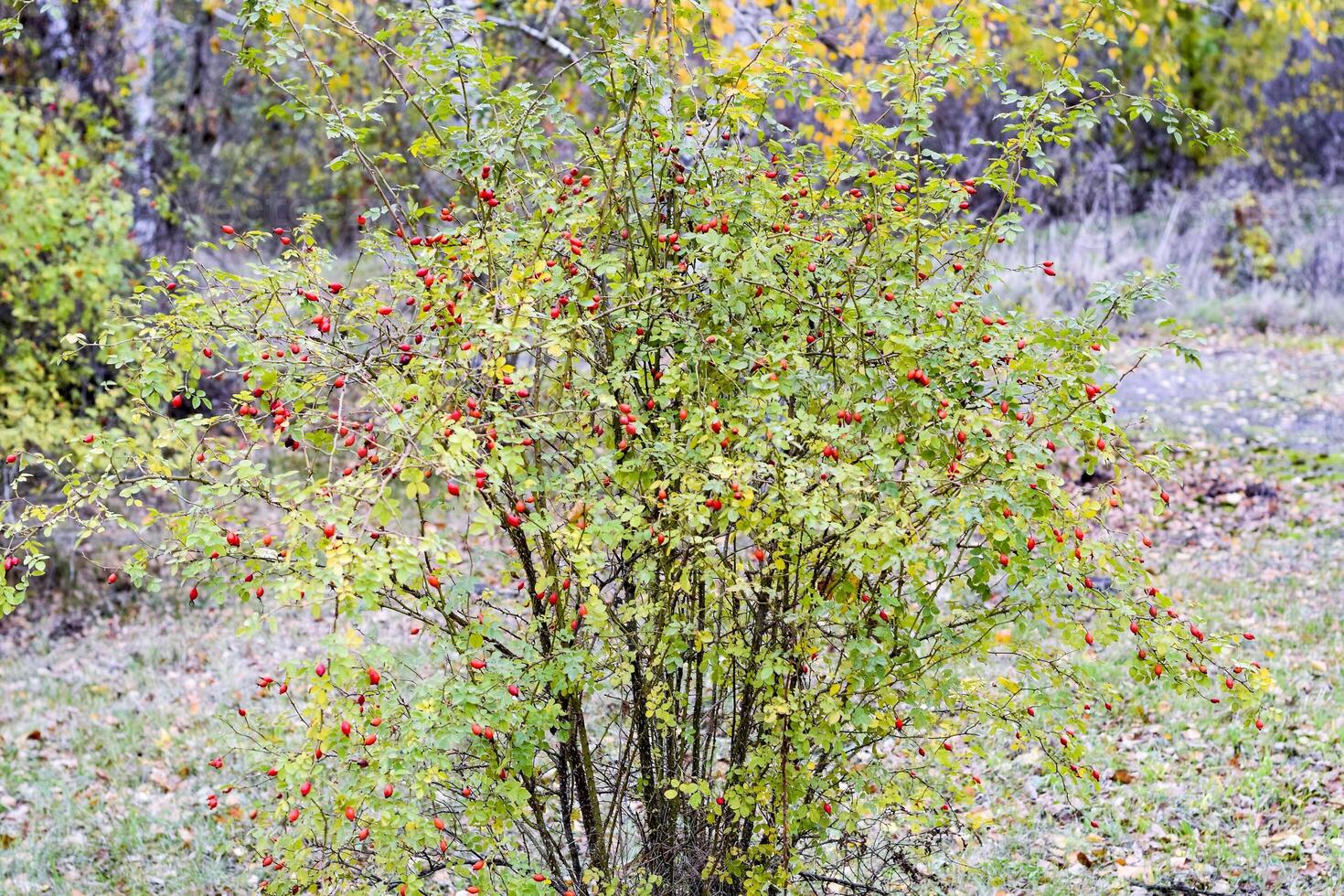 Hüften Busch mit reif Beeren. Beeren von ein Dogrose auf ein Busch. Früchte von wild Rosen. dornig Heckenrose. rot Rose Hüften. foto