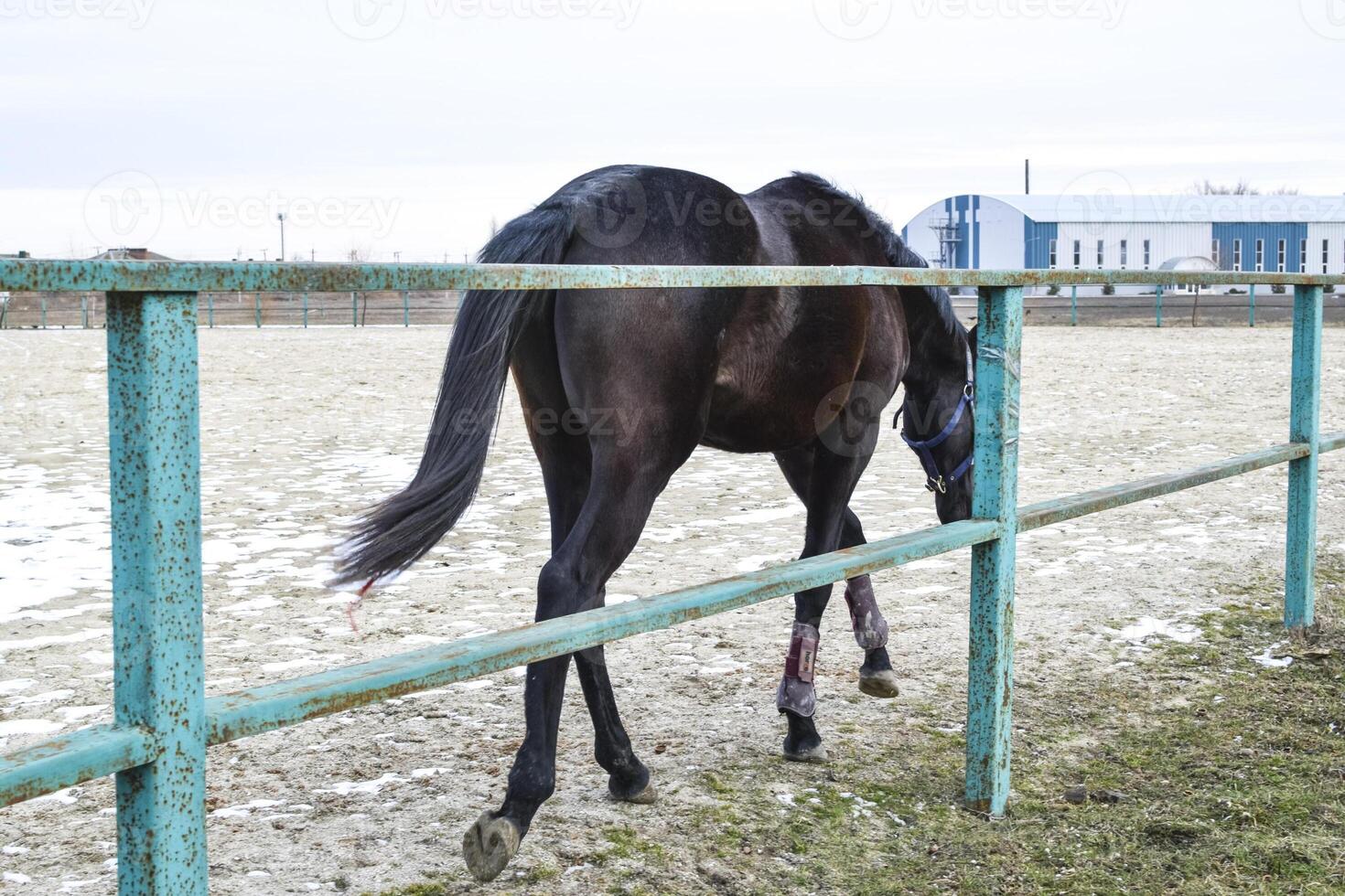 das Pferd ging um das Stadion foto