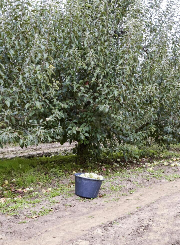 ein Eimer mit Äpfel im das Garten. Apfel Obstgarten. Reihen von Bäume foto