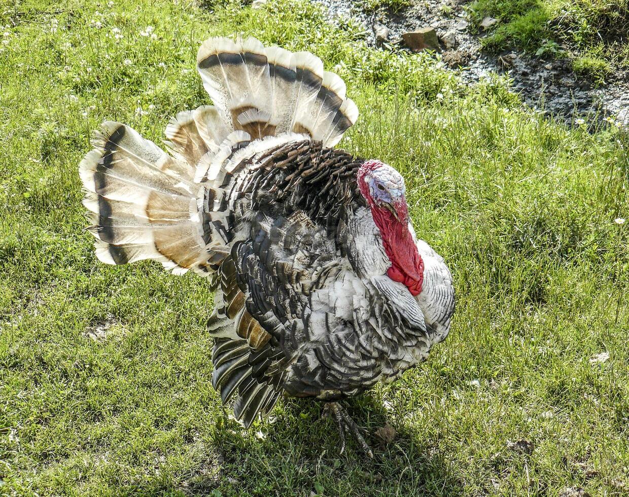 männlich von ein Truthahn foto