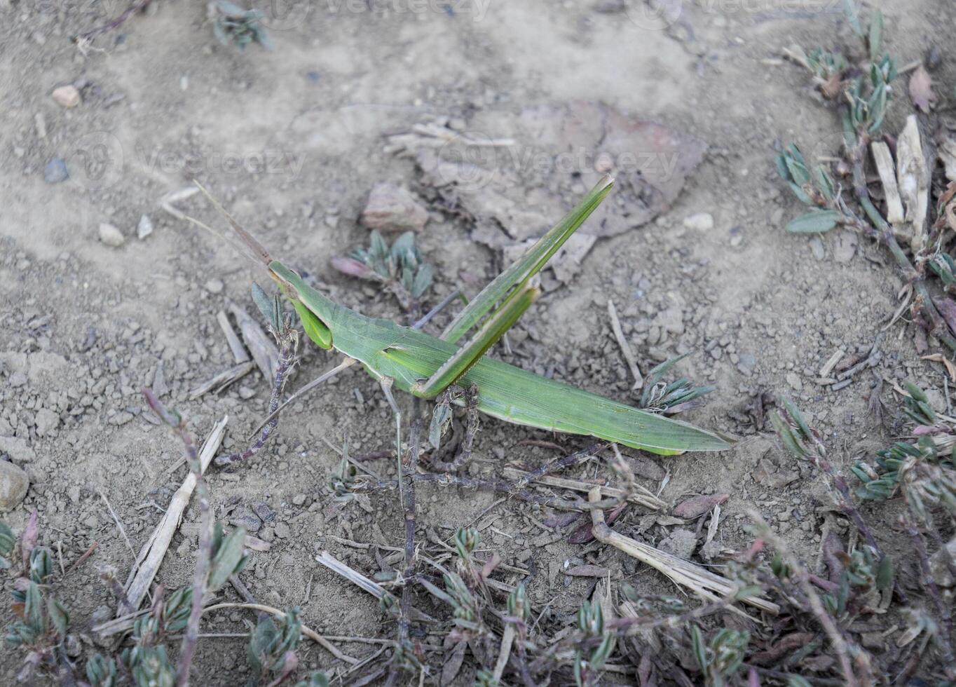 Grün Heuschrecke, Flügel Insekt. Pest von landwirtschaftlich Getreide. Heuschrecken Ö foto