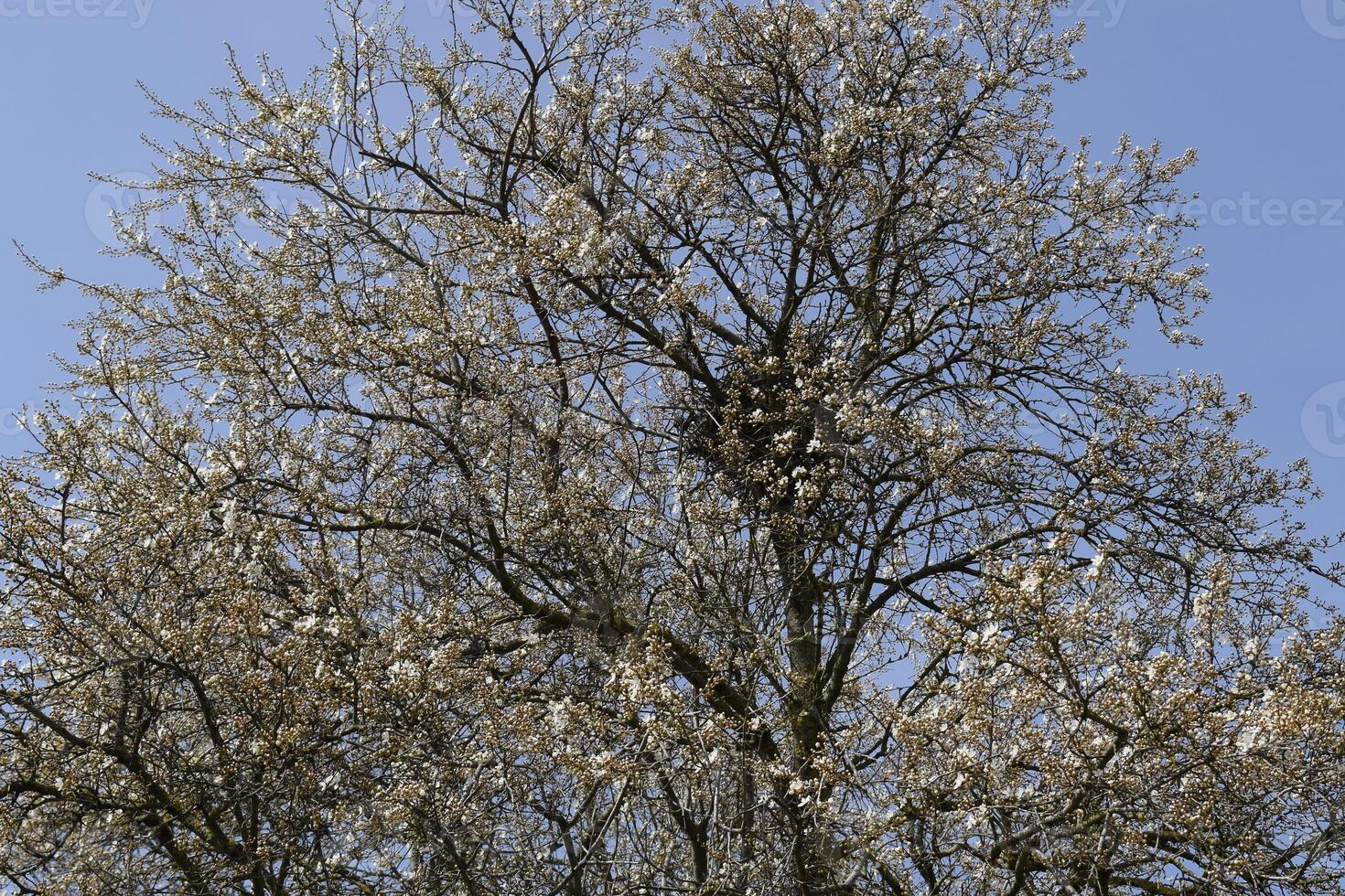 blühen Pflaume Garten foto