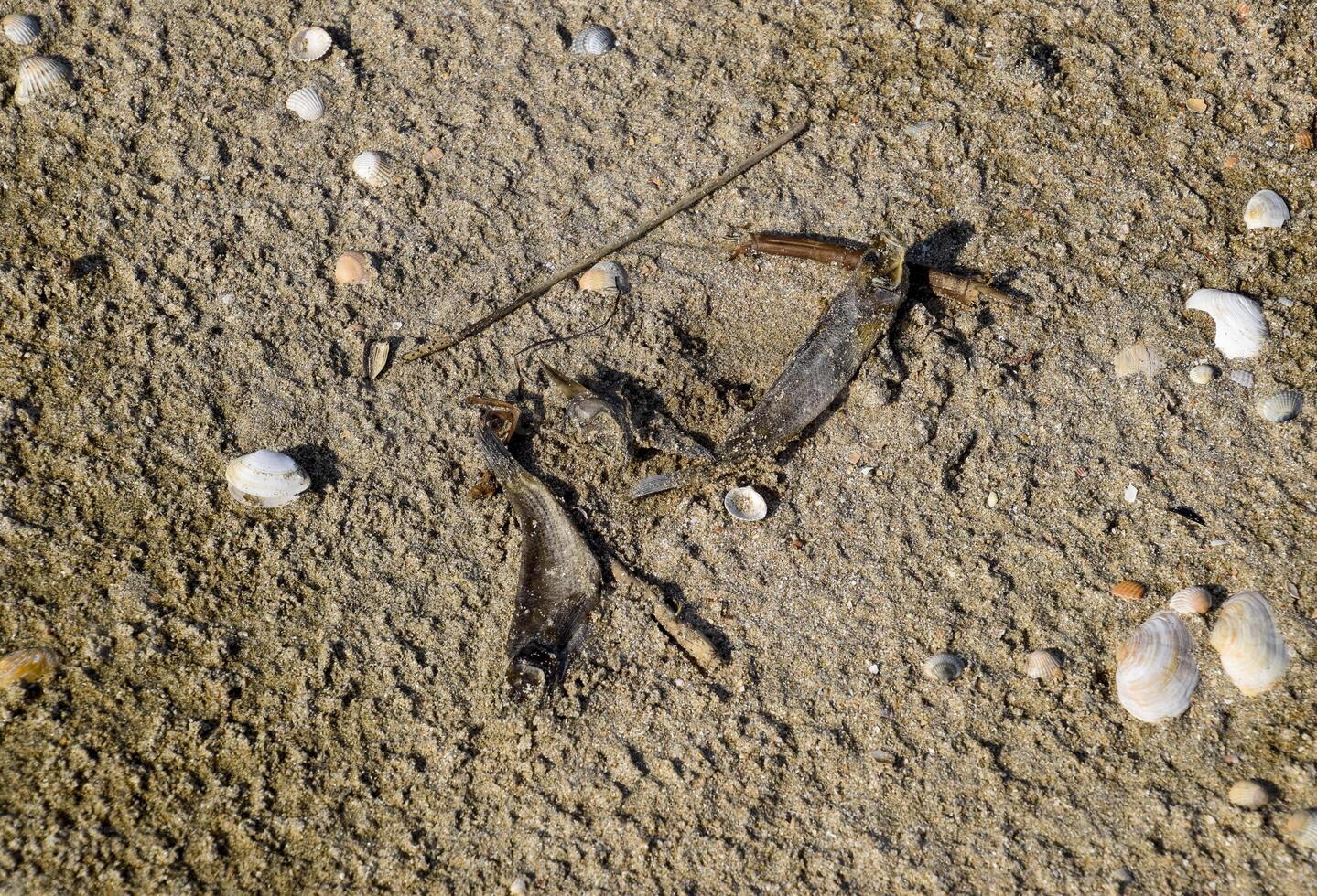 tot Fisch auf das Strand. das Fisch auf das Sand ist gestorben und getrocknet oben foto