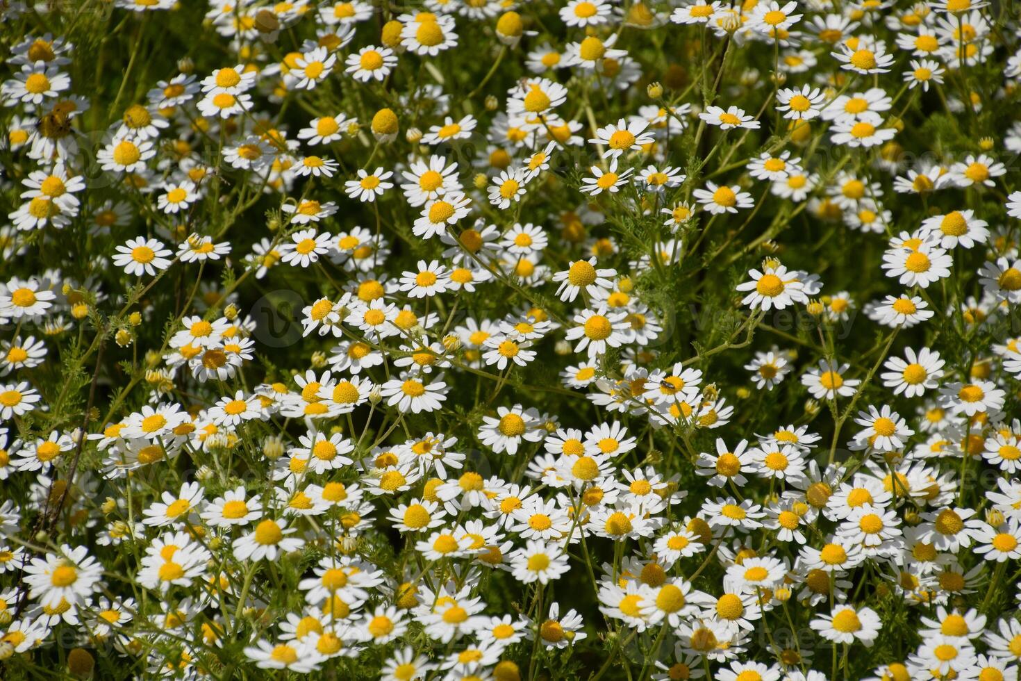 Kamille Blumen. pharmazeutische Kamille. medizinisch Pflanze Kamille, Blüte. foto