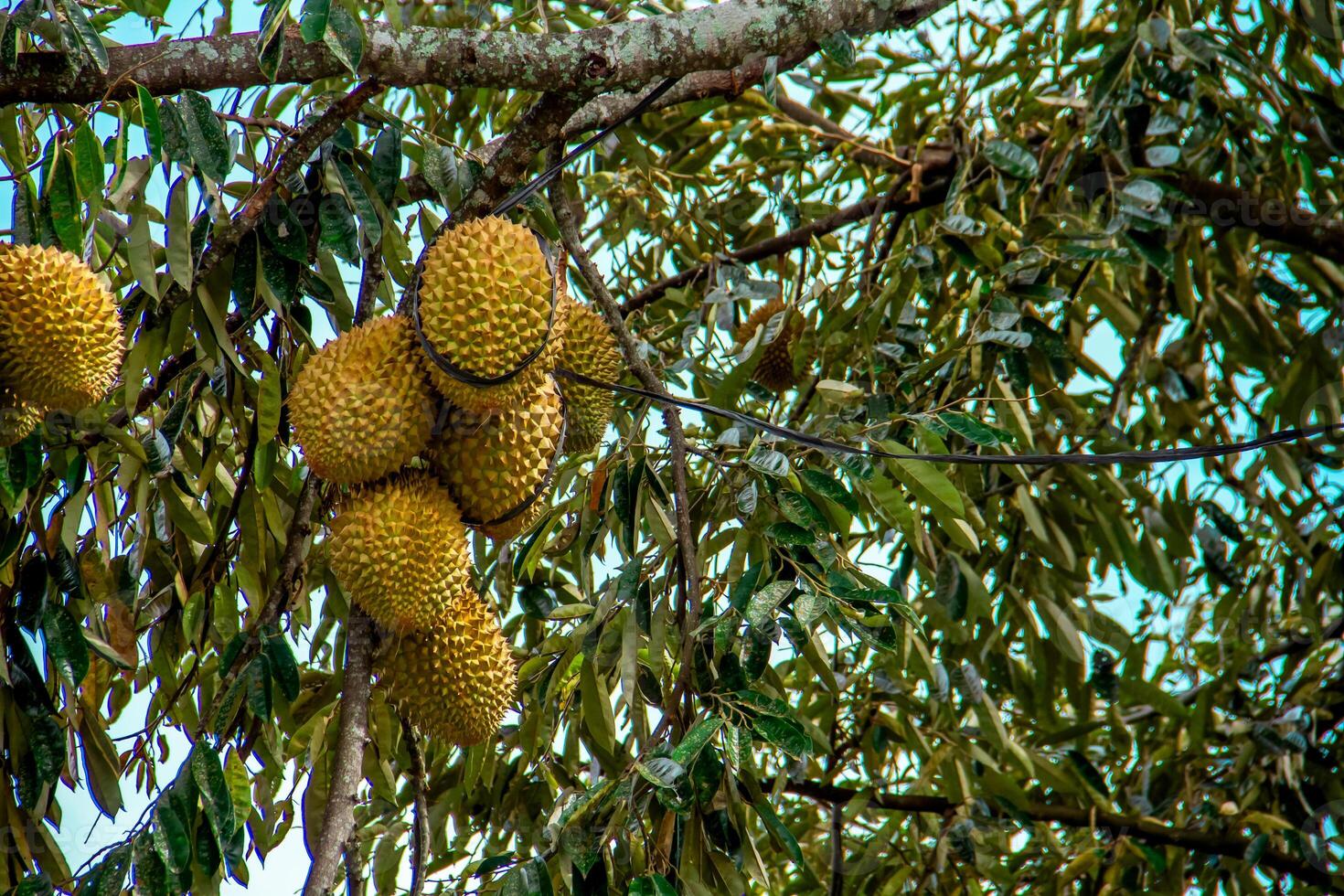 frisch lokal indonesisch Durian. das Durian ist immer noch auf das Baum, Aufrechterhaltung es ist Frische. das Durian Baum. foto