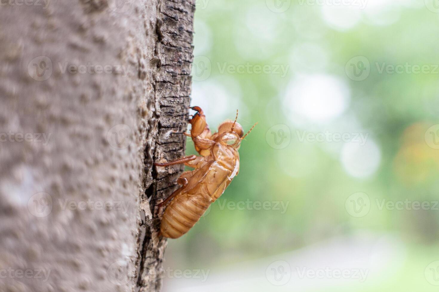 Zikade mausern auf das Baum, Nahansicht von Foto