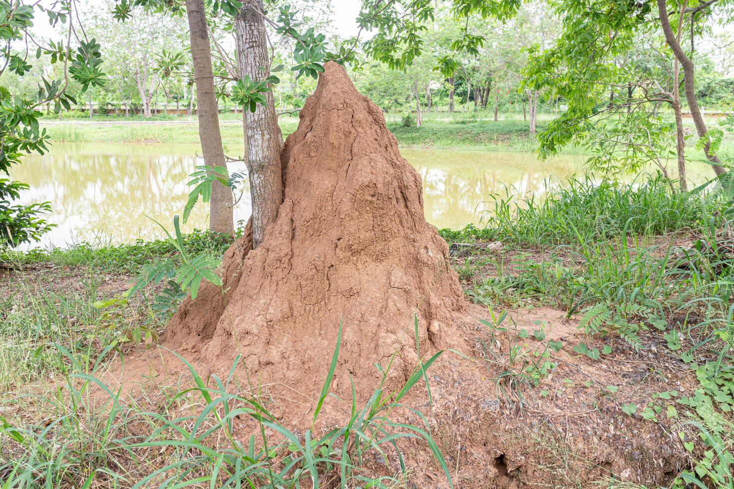 enorm Termite Hügel im das Park, Thailand. foto