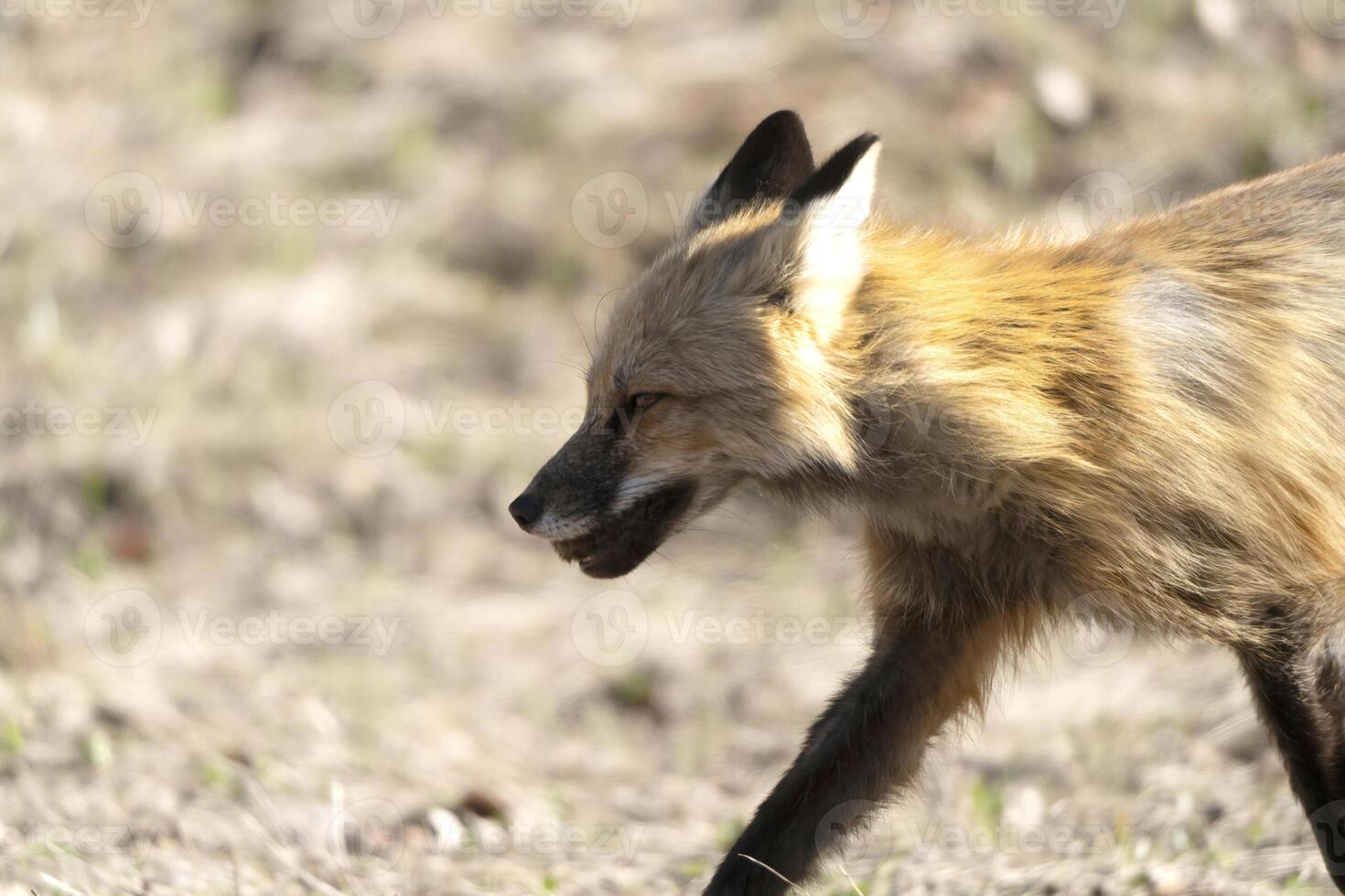 Fuchs Jagd Kanada foto