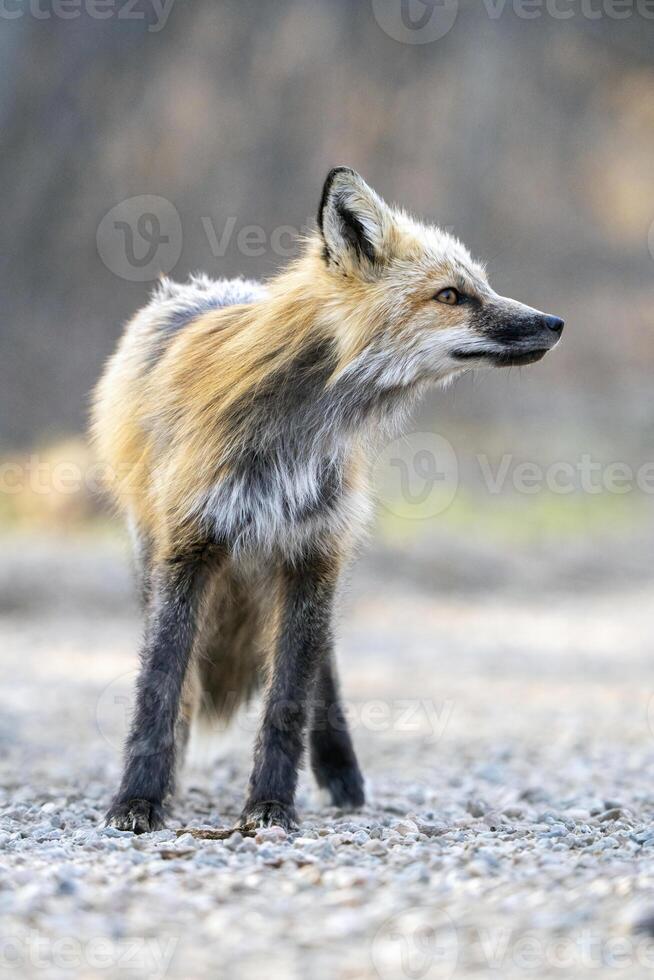 Fuchs Jagd Kanada foto