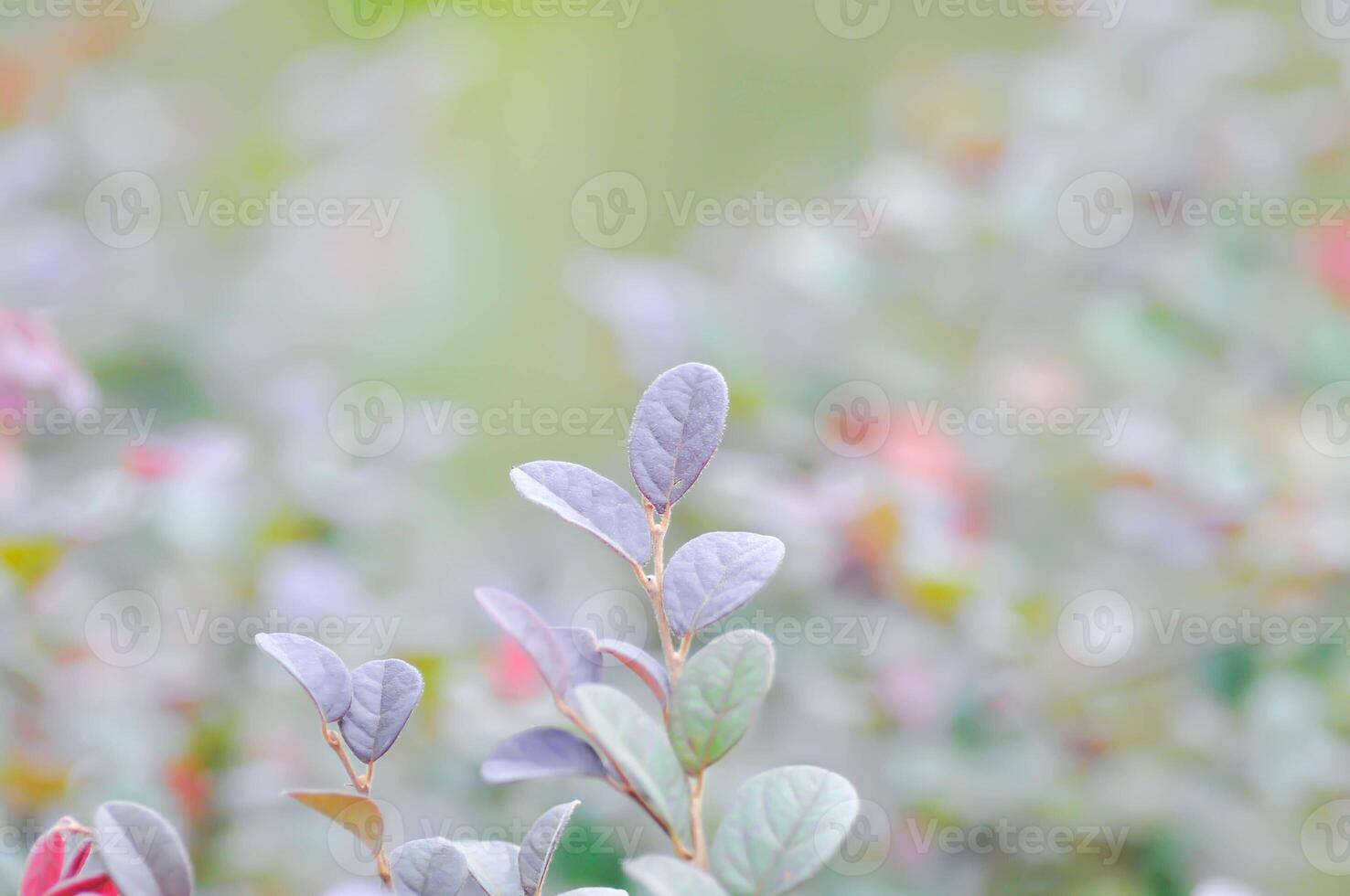 Loropetalum chinense , Chinesisch Franse Blume oder Chinesisch Hexe Hasel oder Loropetalum oder Hamamelidaceae foto