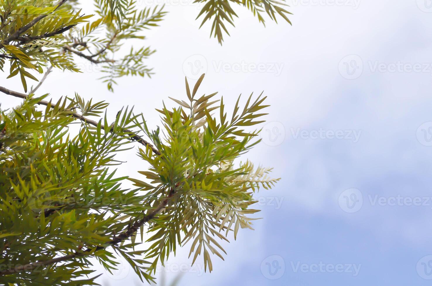 Grevillea Robusta, seidig Eiche oder australisch Silber Eiche oder Seide Eiche oder seidig Eiche und Himmel foto