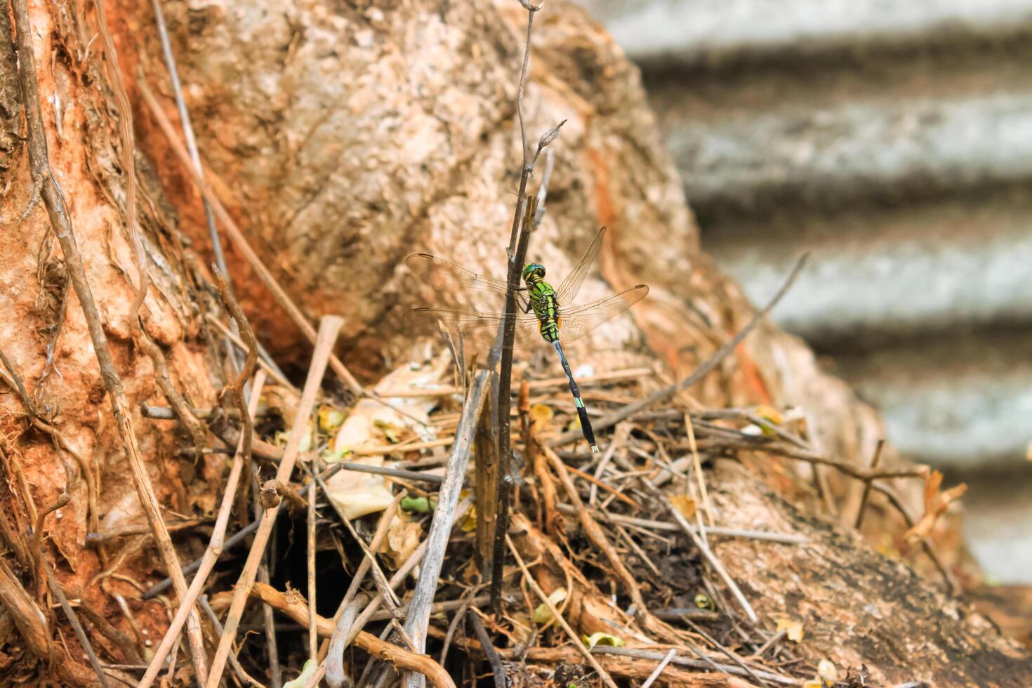 Nahansicht Grün Libelle auf ein Gras auf das braun Ast. ein Libelle bekannt wie das östlichen steigt aus auf ein klein Ast. foto