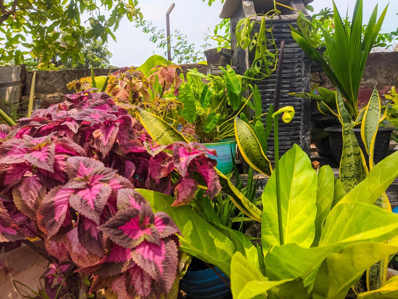 Coleus Scutellarioides, häufig bekannt wie Coleus, ist ein Spezies von blühen Pflanze im das Familie Lippenblütler. schön Blumen im das Garten. foto