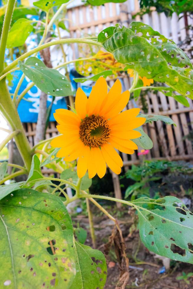 schließen oben Sonnenblume, Blühen Sonnenblume Hintergrund. schön Zier Pflanze draußen. foto