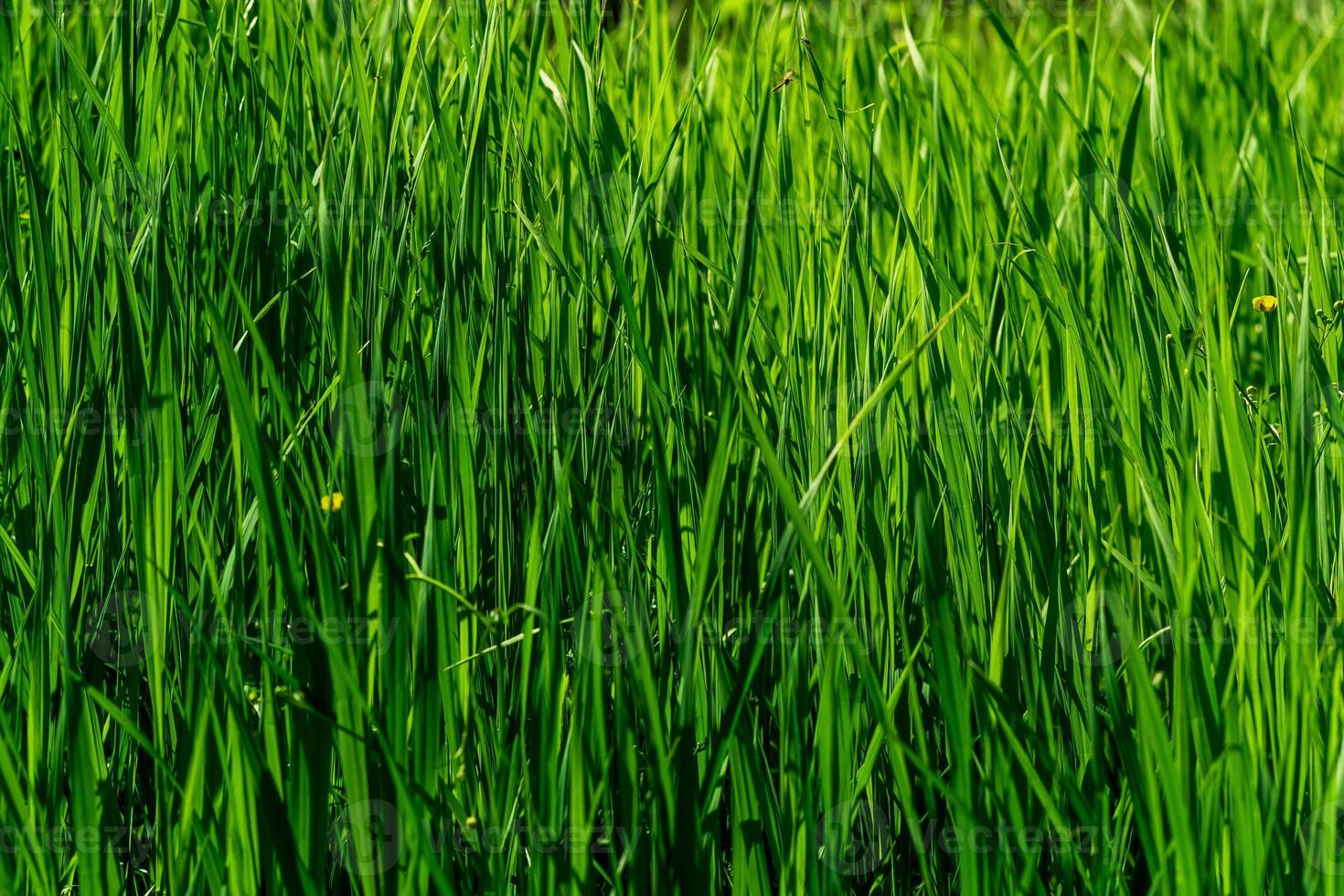natürlich Hintergrund - - Dickicht von Grün Gras Seggen beleuchtet durch das Sonne foto