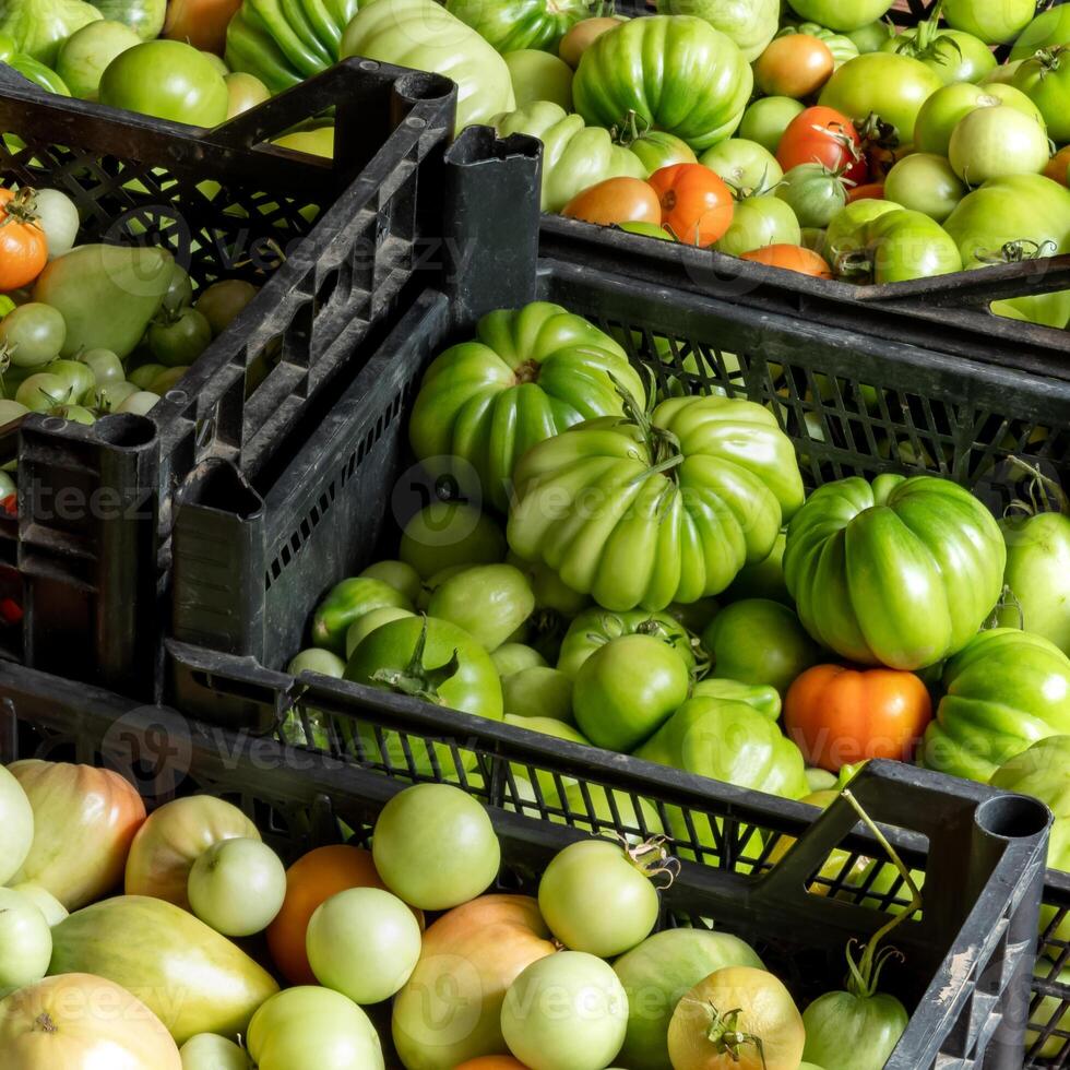 Ernte von frisch Tomaten im Kisten gestapelt auf das Fußboden foto