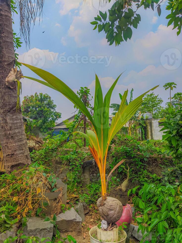 Kokosnuss Baum Natur Palme Grün tropisch Pflanze. Kokosnuss schießen Pflanze draußen. foto