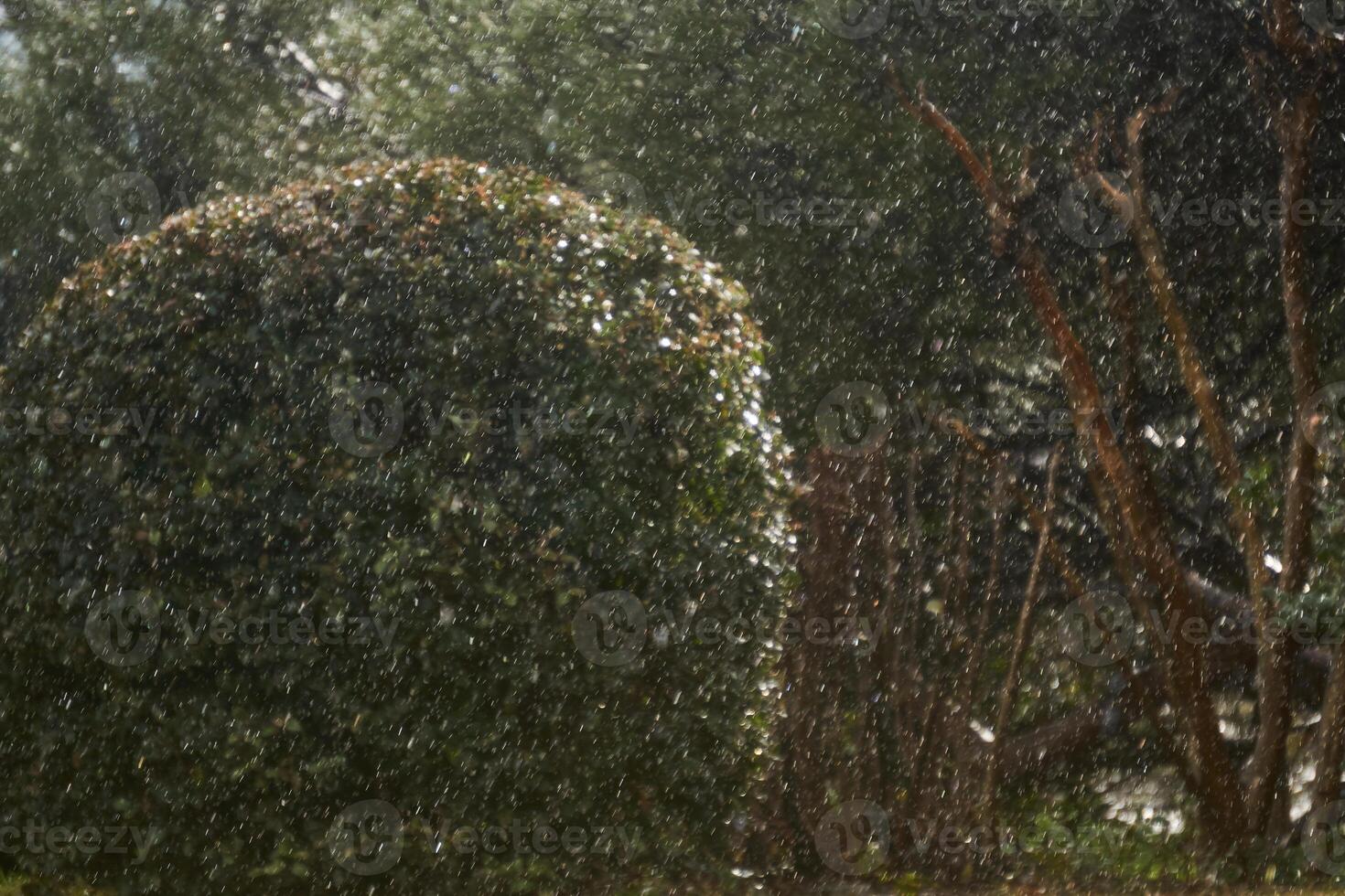 verschwommen Hintergrund - - plötzlich Schneefall im das Park, Gebüsch und Bäume sind erraten im das Hintergrund foto