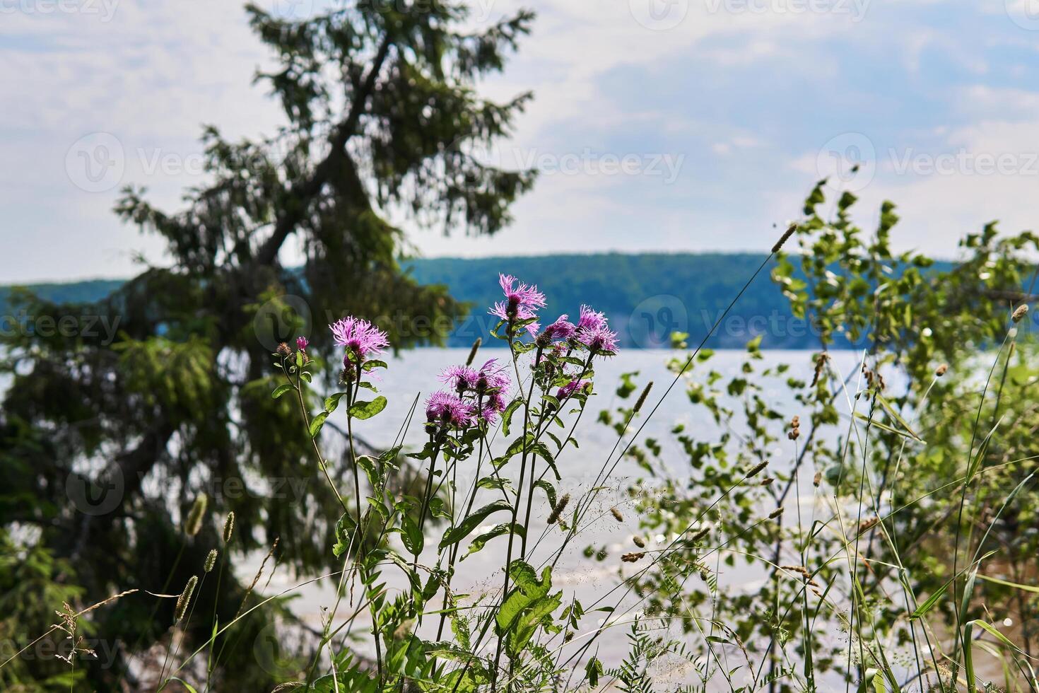 Kornblume Blumen gegen das Hintergrund von ein verschwommen Fluss Landschaft foto