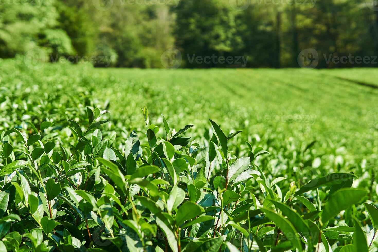 Tee Plantage Sicht, Vorderseite Blätter im Fokus, Hintergrund verschwommen foto