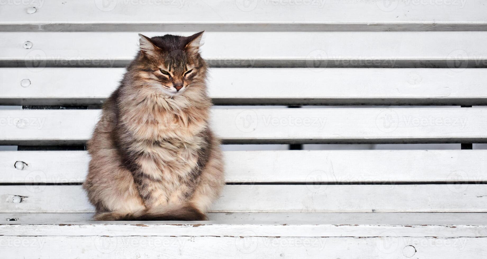 flauschige streunend Katze Sitzung auf ein Park Bank foto