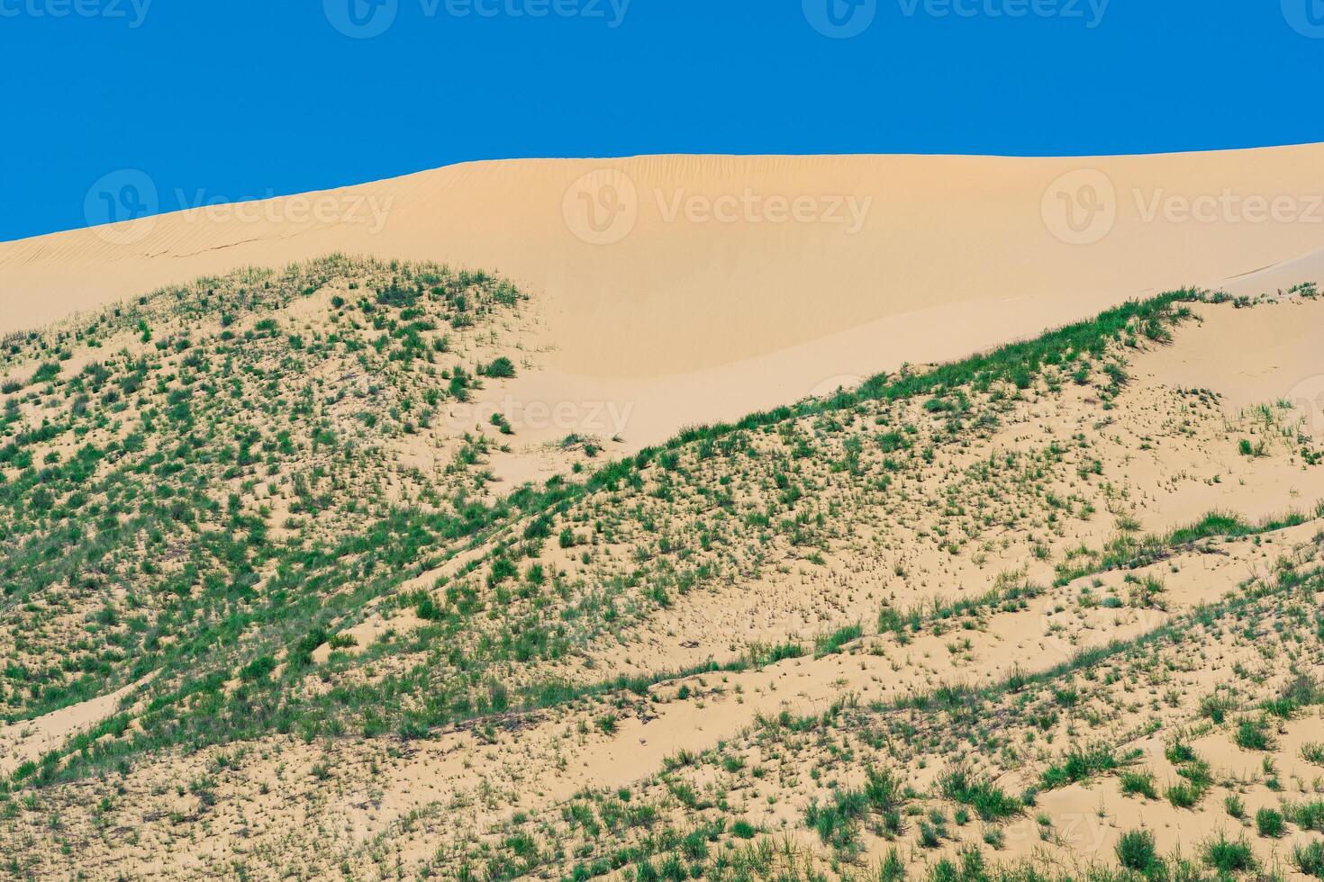 Frühling Wüste, wachsend Gras auf das Kante von das sarykum Sand Düne foto
