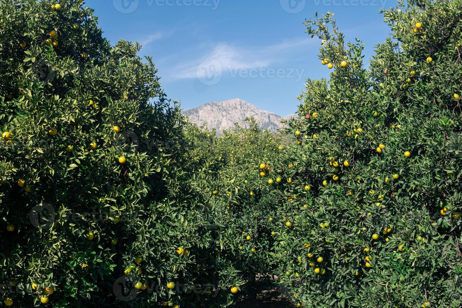 Zitrusfrüchte Plantage im das Hintergrund von Berge foto