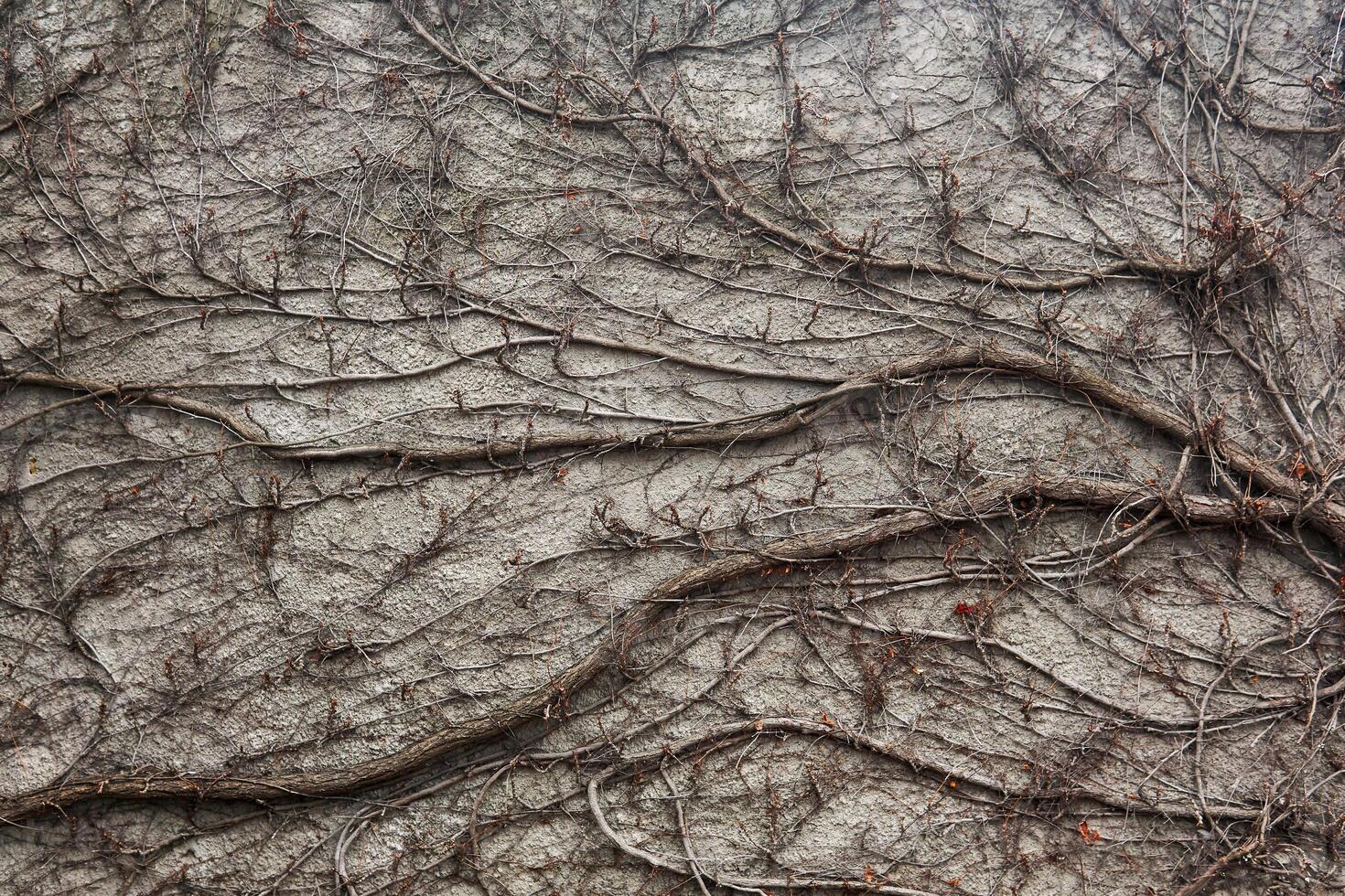 Hintergrund - - ein Stein Mauer verschlungen mit trocken Winter Stängel von wild Reben foto