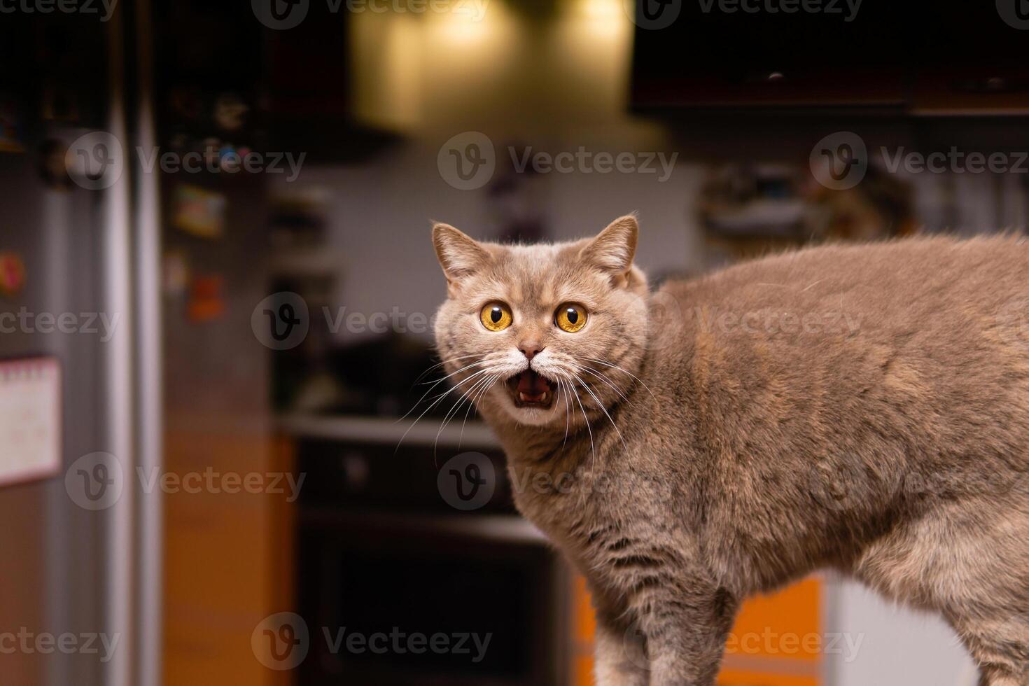 schottisch Gerade Katze sieht aus sehr überrascht foto