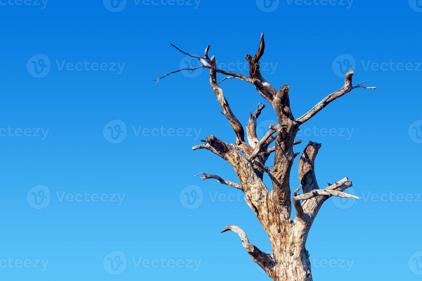 trocken Baum auf ein Hintergrund von Blau Himmel foto