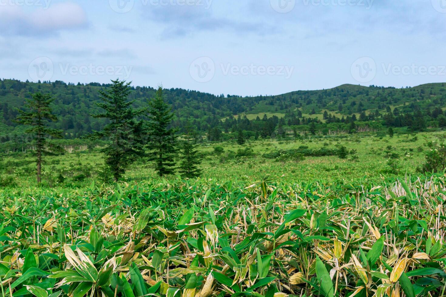 natürlich Landschaft von Kunaschir Insel, Landschaft beim das Unterseite von das golovnin Vulkan Caldera mit Bambus sasa Dickicht auf ein Vordergrund foto