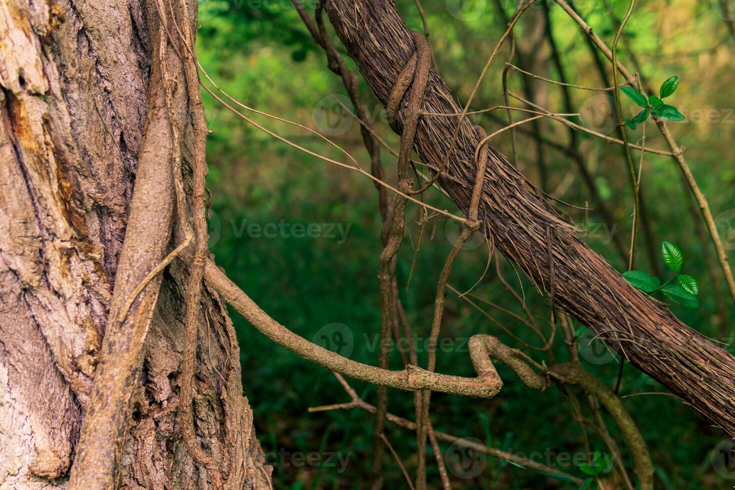 Stängel von Klettern und kriechend Pflanzen im ein subtropisch Wald Nahansicht foto