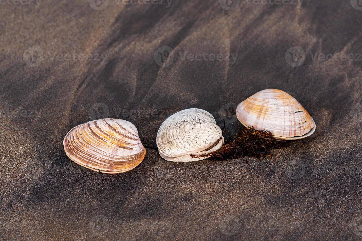 drei Muscheln von Surfen Venusmuscheln auf schwarz vulkanisch Sand foto