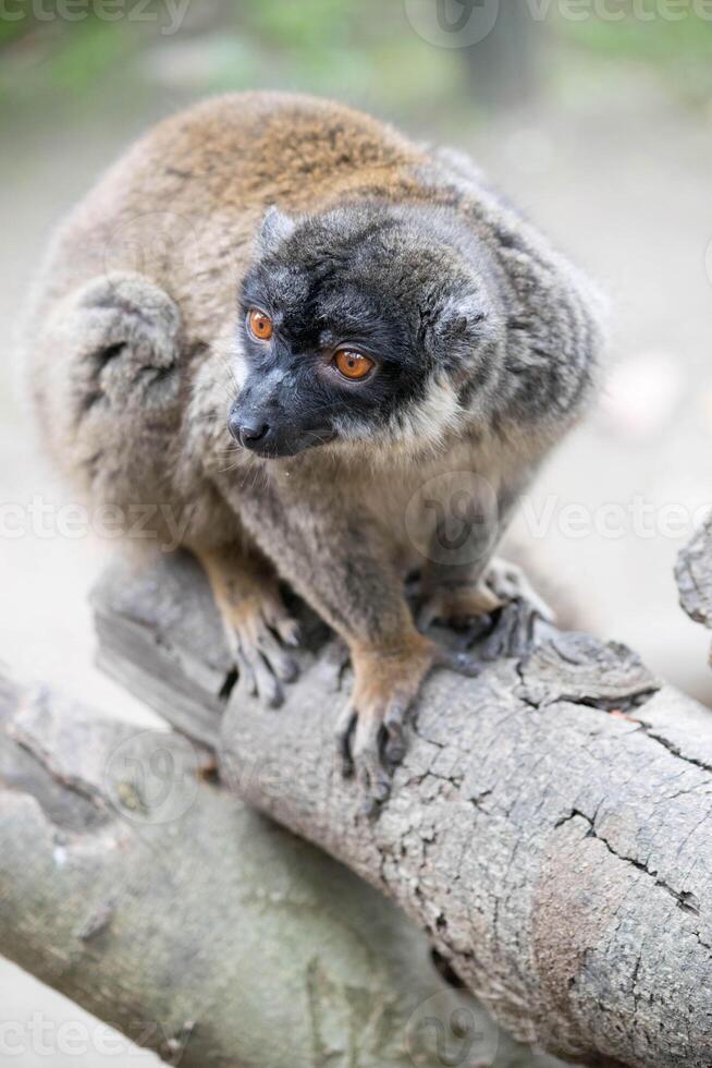 ein Nahansicht Bild von ein neugierig Lemur beim ein Spanisch Zoo. foto