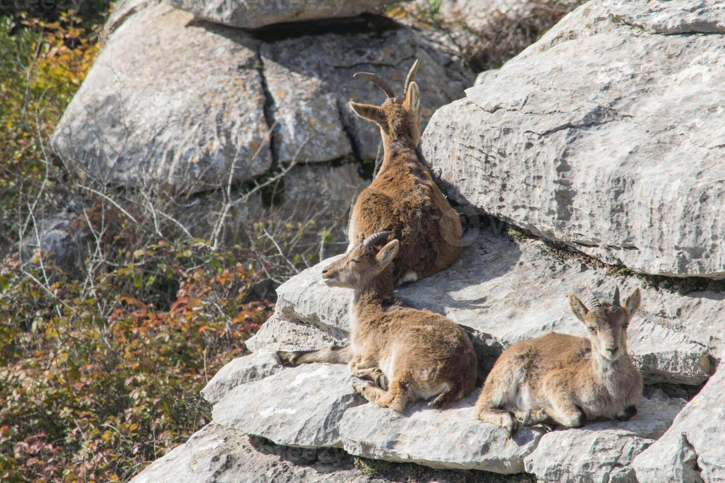 ein Trio von Berg Ziegen ruhen auf ein Felsen ein Torkal de antequera foto