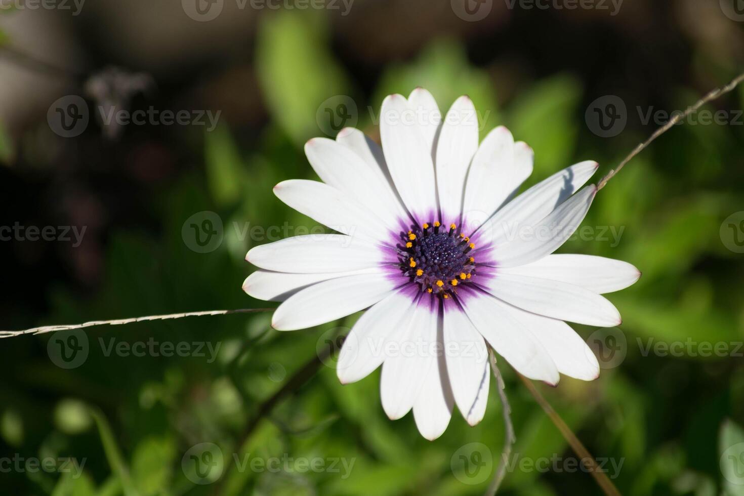 ein Single Weiß Blume im ein Mittelmeer Garten. foto