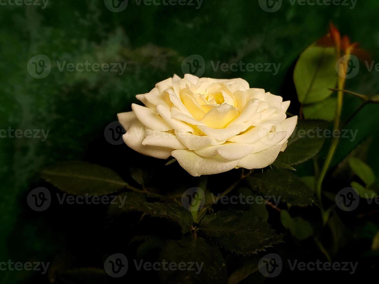 Blume Weiß Rose auf Grün Hintergrund foto