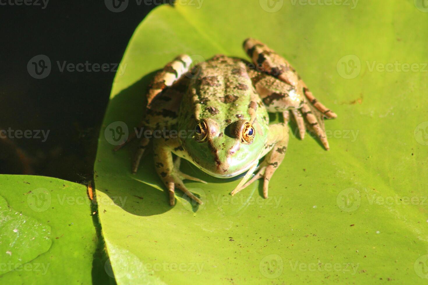 wenig Grün Frosch auf das Blatt im das See foto