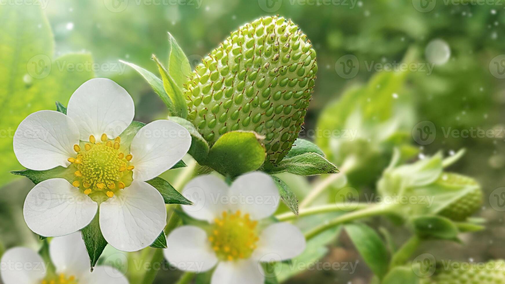 Banner mit ein Blühen Erdbeere und Grün Beere auf Busch im das Sonne. Frühling Pflanzen, nicht reif Erdbeere foto