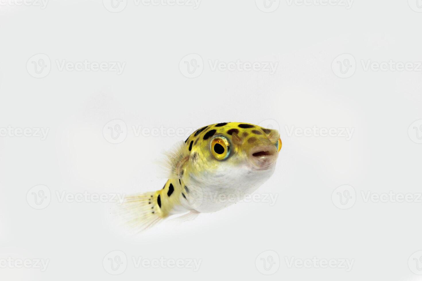 Grün entdeckt Puffer Fisch, frisches Wasser Puffer Fisch foto