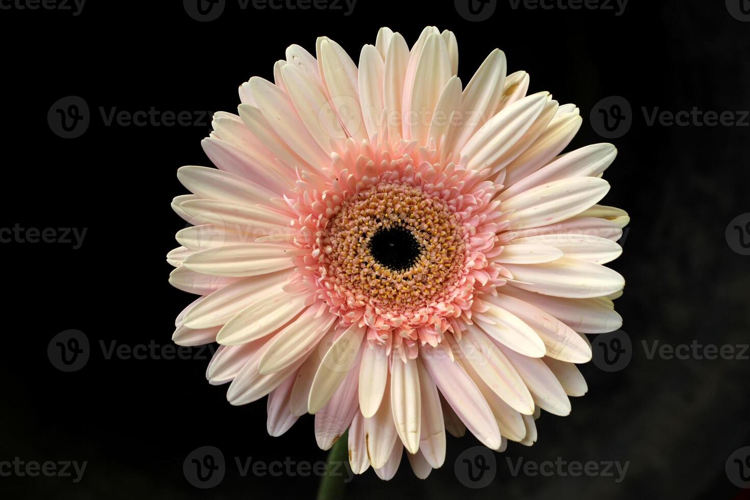 Gerbera Blume mit Wasser fallen foto