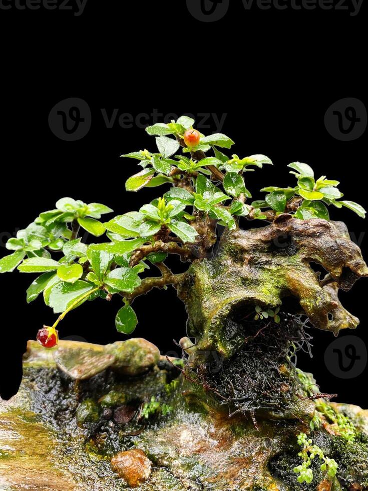 Bonsai Baum im ein dekorativ Topf foto
