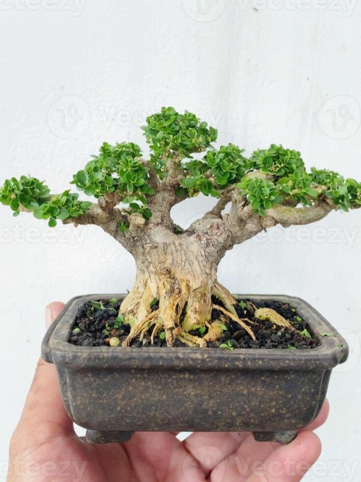 Bonsai Baum im ein dekorativ Topf foto